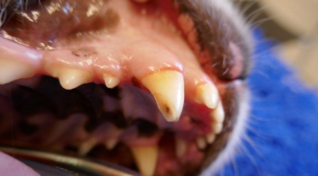 Rodbehandlingskursus