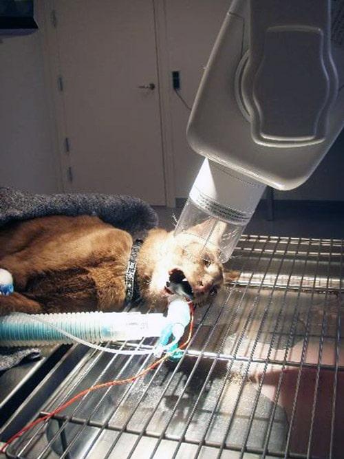 kat-tandrøntgen