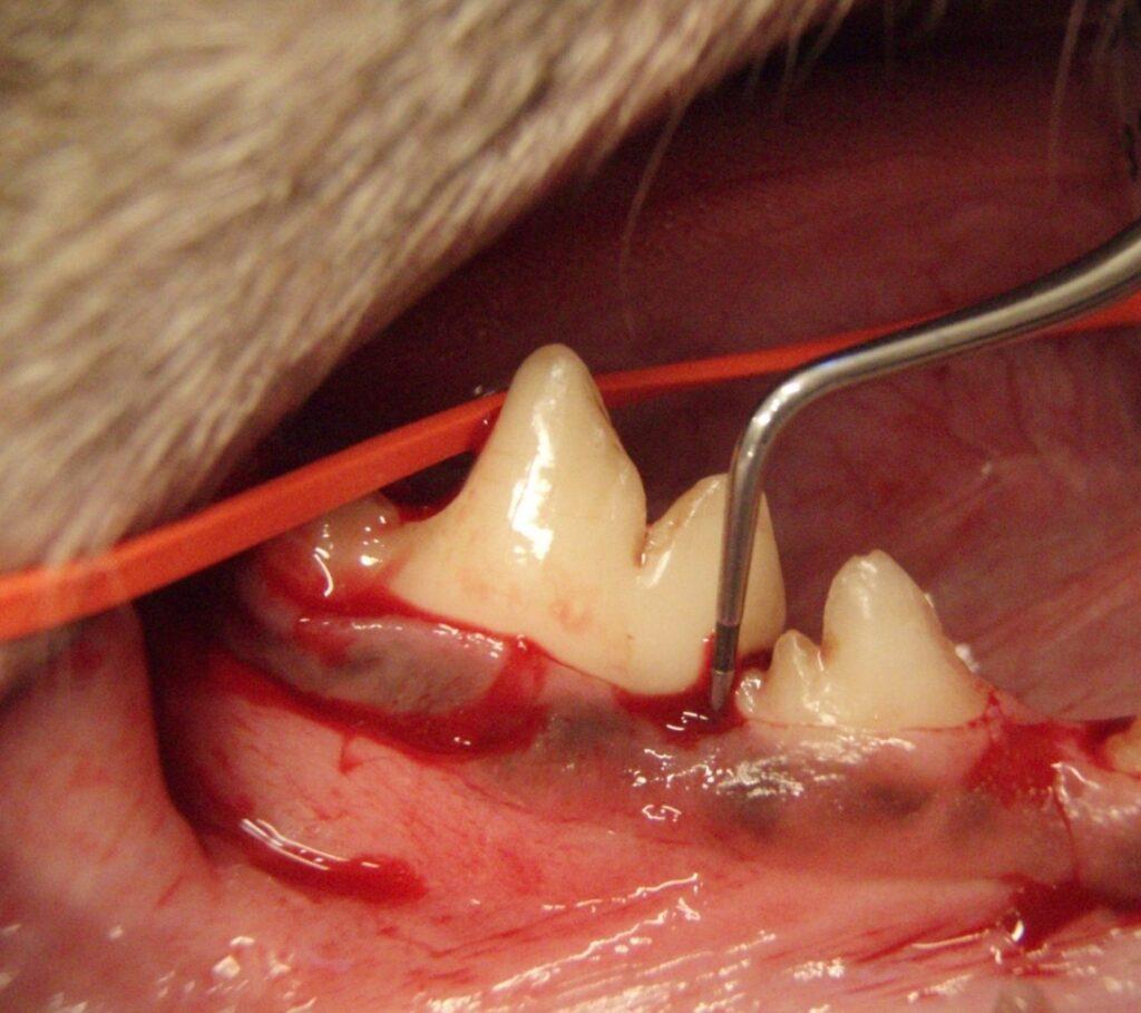 Periodontal kirurgi