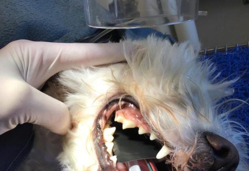 Tandrøntgen – avanceret